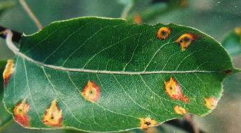 花椒锈病如何防治,花椒锈病的防治方法