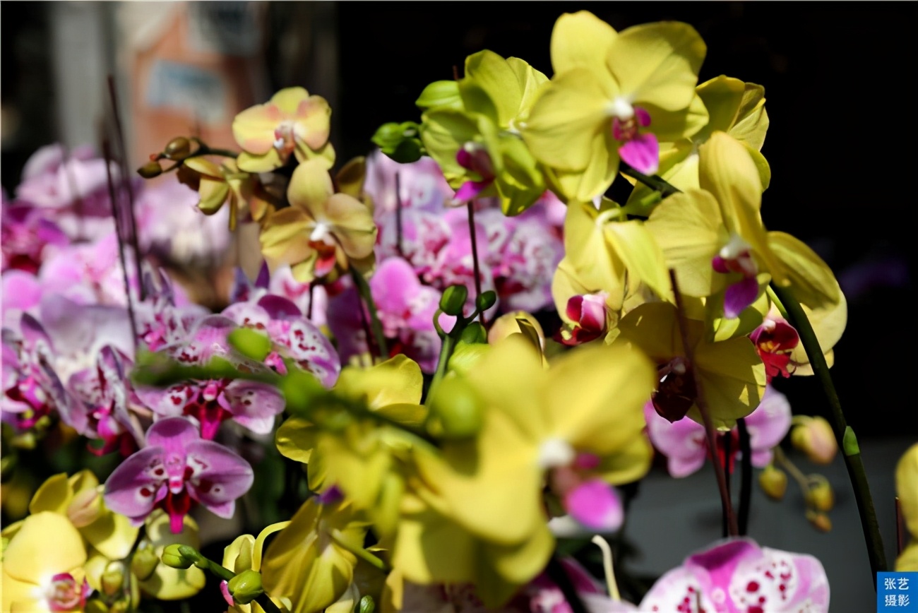 广州逛花市去哪里最好,广州岭南花卉市场人气旺似行花街