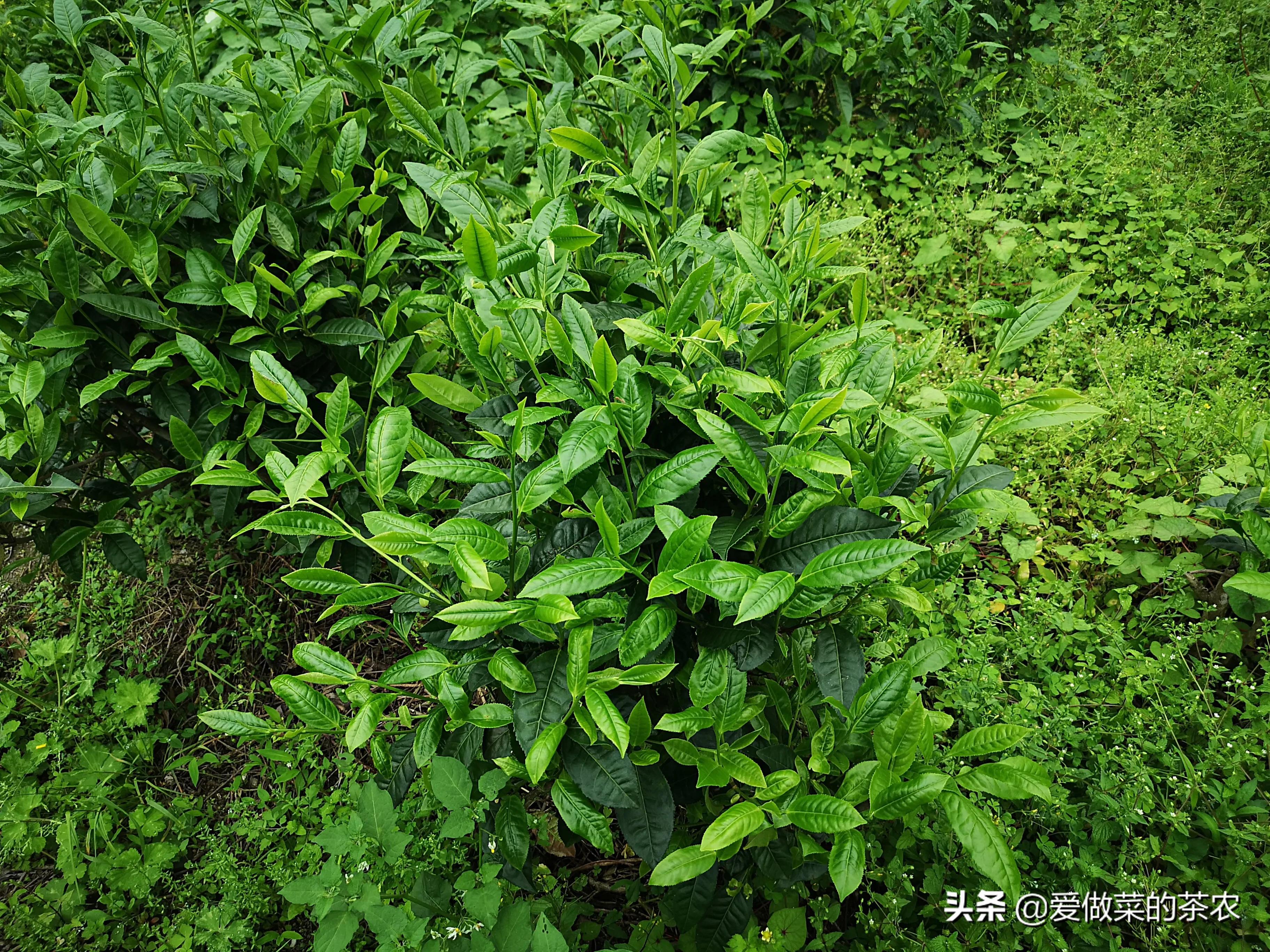 喝茶时喝到茶叶不同的反应,喝茶看叶底看的是什么