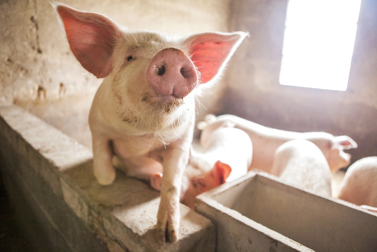 现代化标准猪场如何设计最合理,现代化育肥猪场栏位