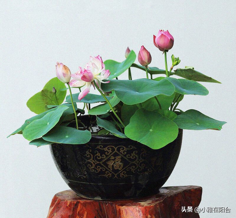 碗莲怎么养视频教程全集,碗莲怎样养才能开花多