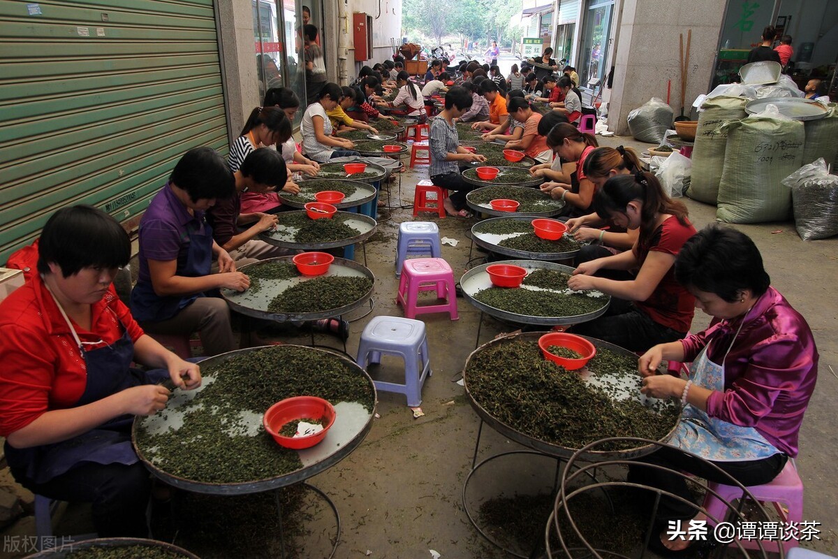 铁观音特点重要介绍,铁观音衰落原因