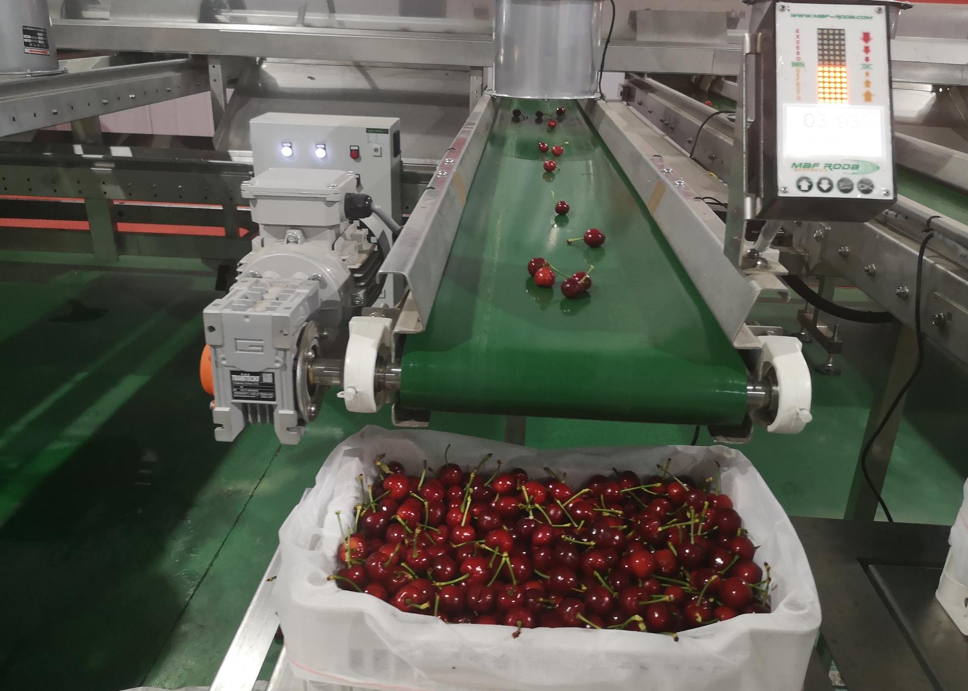 智利车厘子容易坏吗,智利车厘子为什么能放这么久