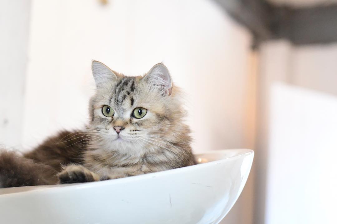 猫隐球菌感染有什么症状,猫咪隐孢子虫怎么治疗效果最好