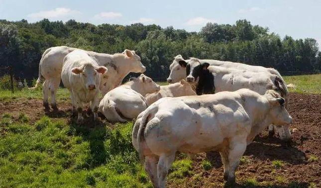 世界上最强壮的野牛印度野牛,云南现世界最大体型的牛印度野牛