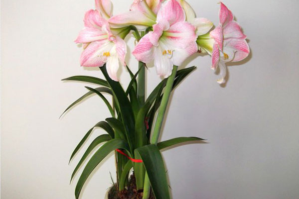 朱顶红叶子太长了怎么处理,怎么才能把朱顶红叶子养得宽短