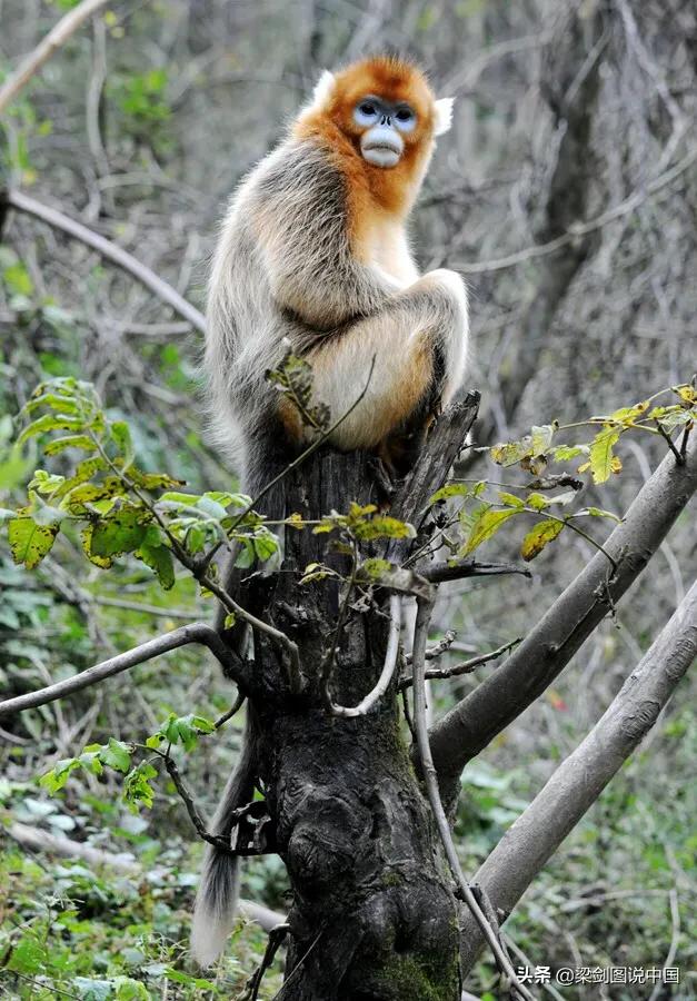 禁止野生动物保护环境人人有责,保护生态环境禁止野生动物上餐桌