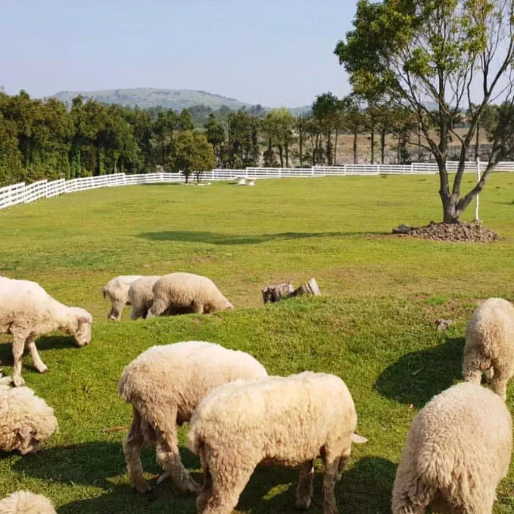 济州岛小清新旅游攻略,济州岛冬日街景