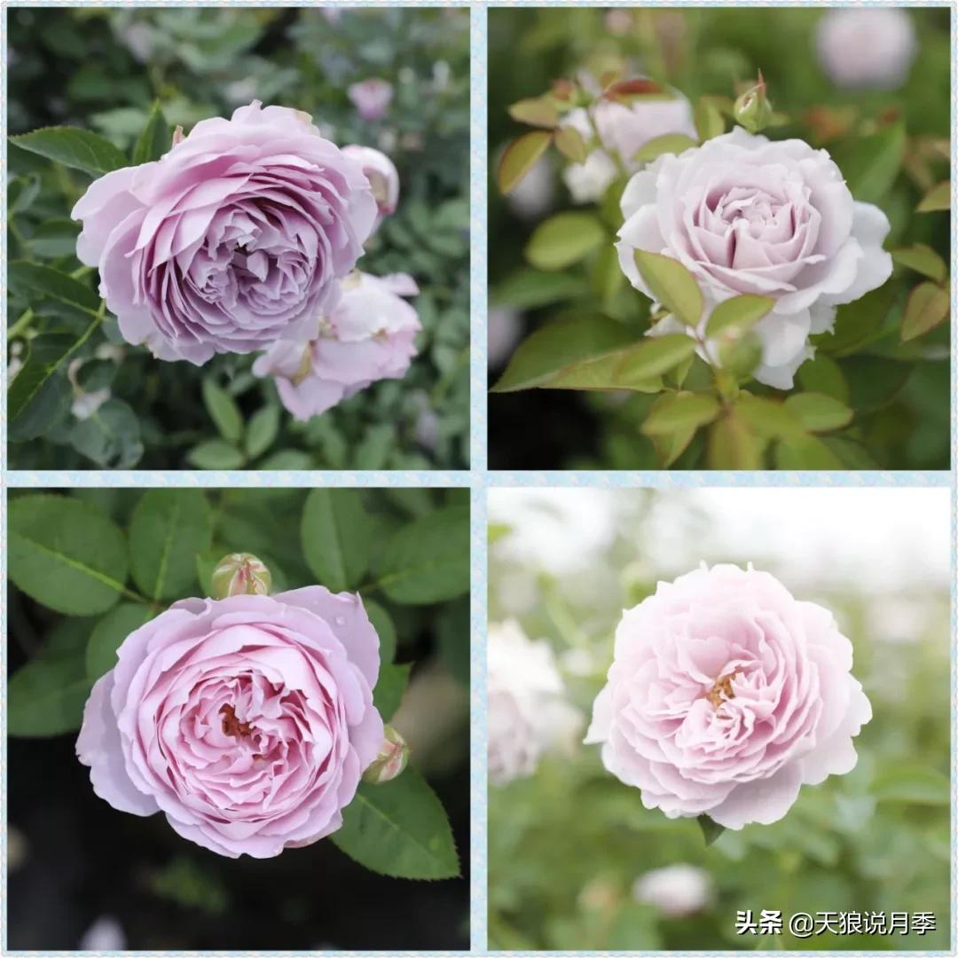 又一个十年,国产自育品种