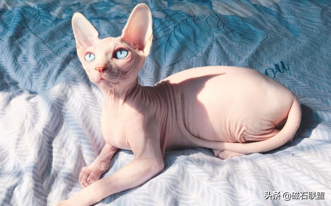 猫毛过敏也能养的猫,适合猫毛过敏的人养的猫咪