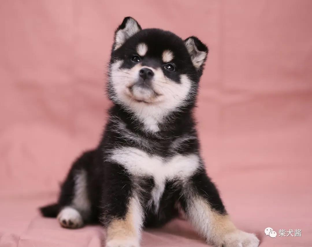 上海哪里可以买到柴犬,上海哪里买柴犬最好