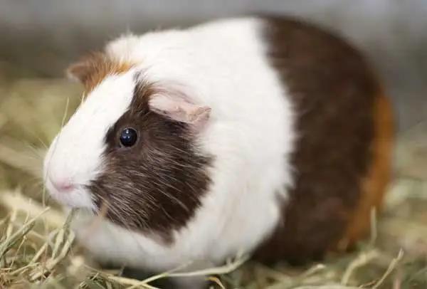 荷兰猪和金丝熊龙猫混养,荷兰猪金丝熊龙猫区别