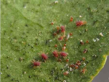 核桃树上有虫洞用什么药,核桃树上的虫子用什么药