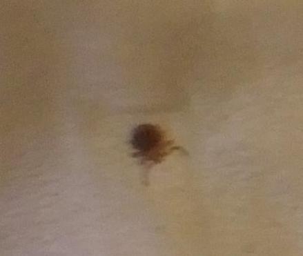 医生帮狗狗挤寄生虫,狗狗有寄生虫用什么药