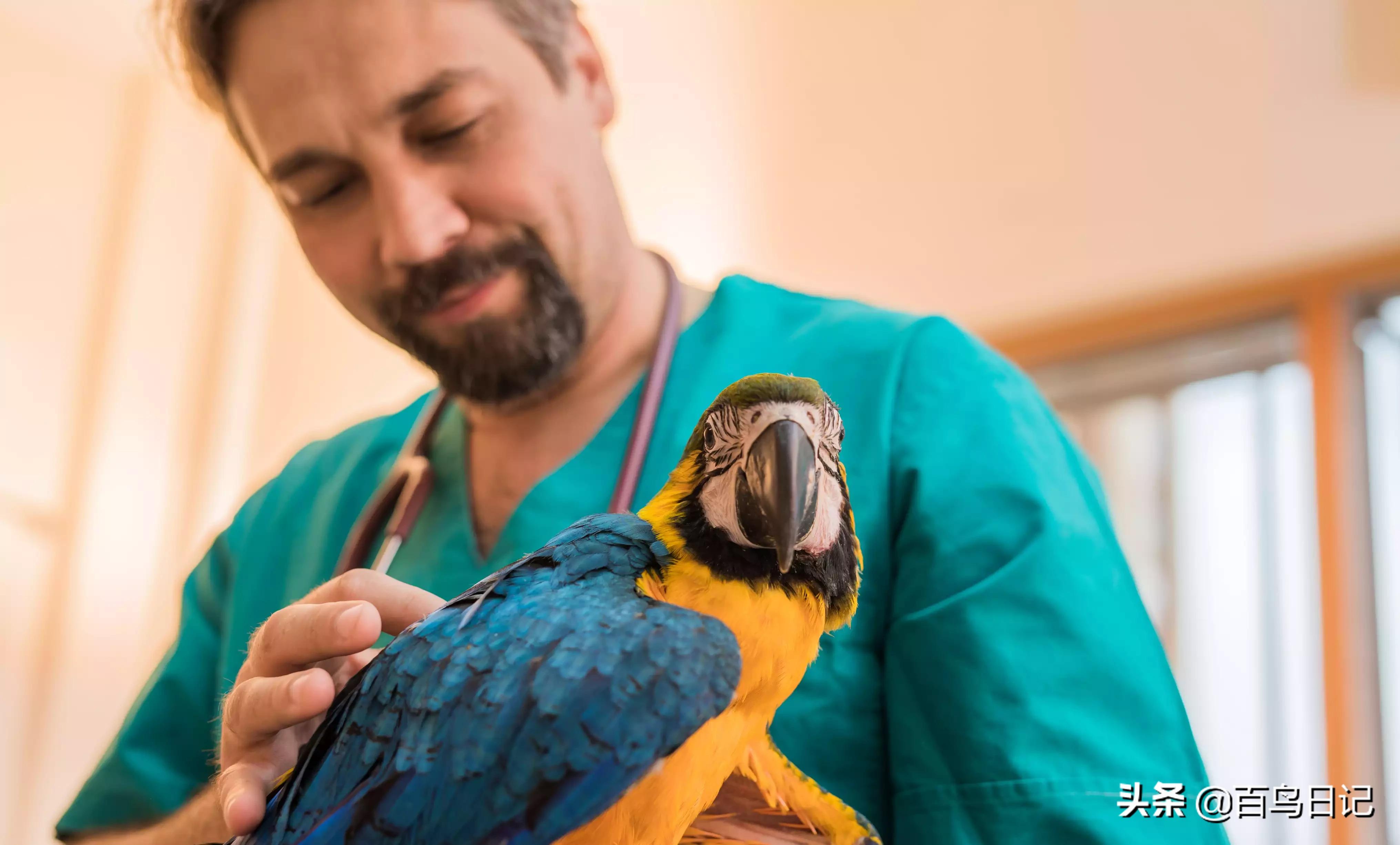 鹦鹉虱子防治,鹦鹉虱子防治方法有哪些