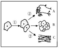 临沂七年级上册生物期末各区试卷,临沂市河东区七年级上册生物试卷