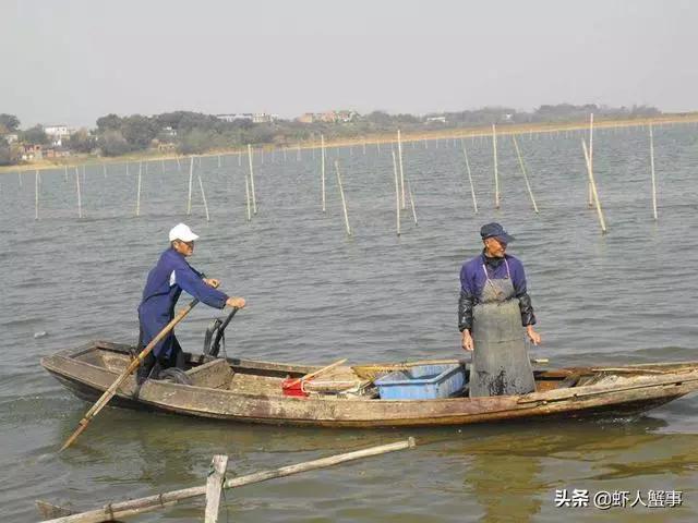 绿藻蓝藻青苔怎么区别,为什么藻类不容易存活