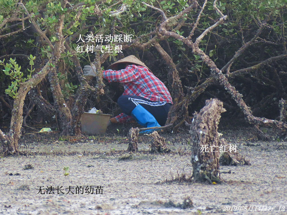 痛心！北海红树林不设防，任你踩任你挖