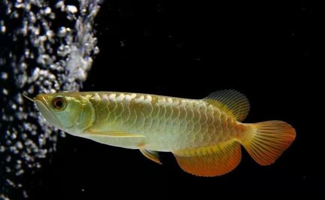 观赏鱼身上有水珠气泡是怎么回事,鱼缸间断打氧