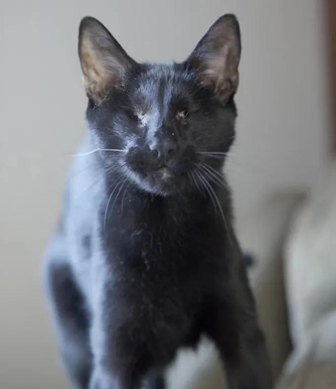 猫咪被救助的感人故事,猫咪救主人的真实故事