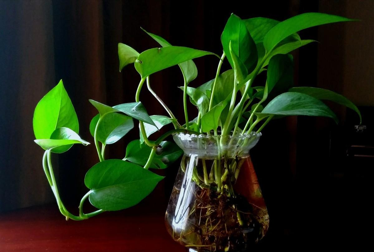 水培绿萝怎么养才能爆盆和爬满墙,土培绿萝转水培绿萝的正确方法