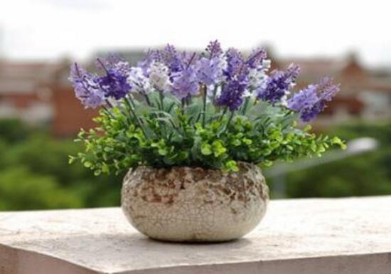 薰衣草浇水的正确方法,薰衣草怎么施肥最好