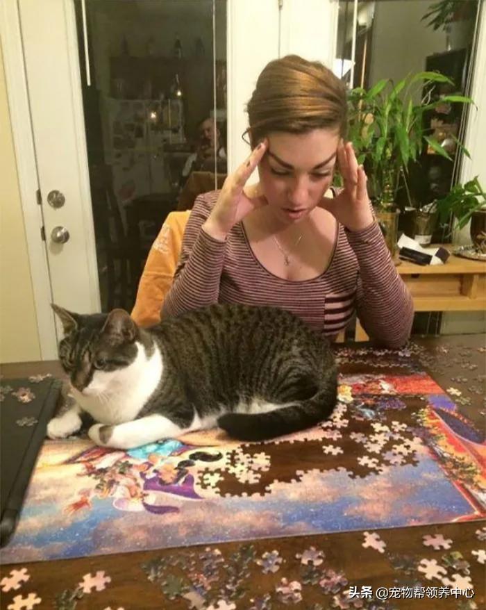 养猫你们觉得要不要放出去,养猫可以玩什么