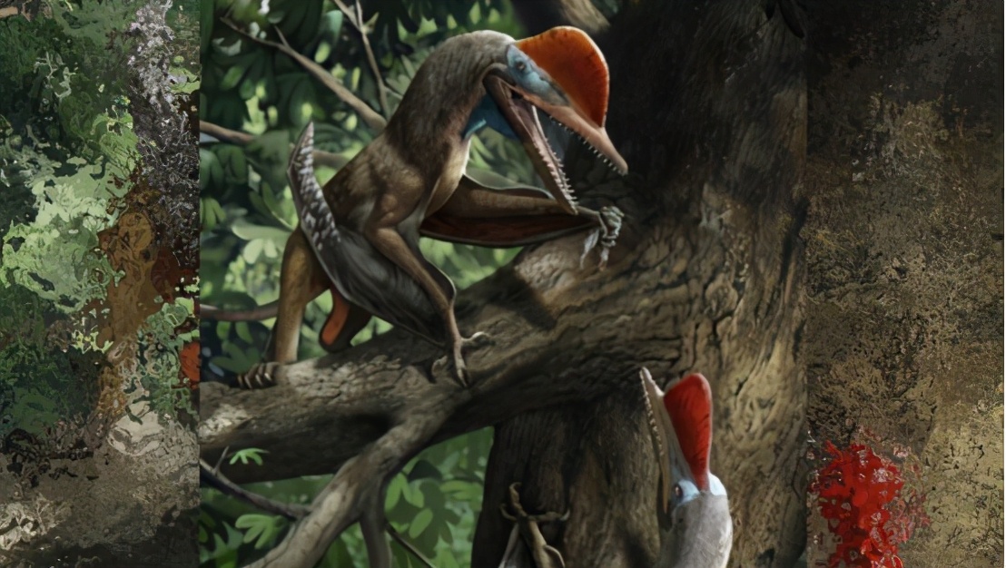 会滑翔猴子有哪些种类,会滑翔的小猴子