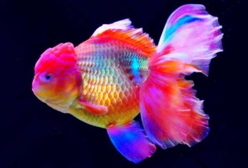 哪个品种的金鱼最漂亮最好看,特别飘逸的金鱼品种有哪些