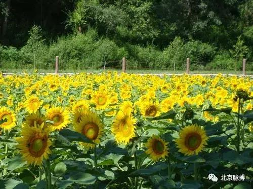 北京国家森林公园风景,画说北京故事