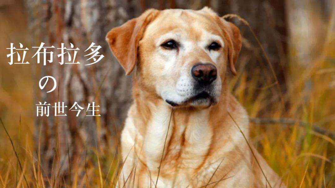 世界拉布拉多犬冠军,世界上最大的纯种拉布拉多成年犬