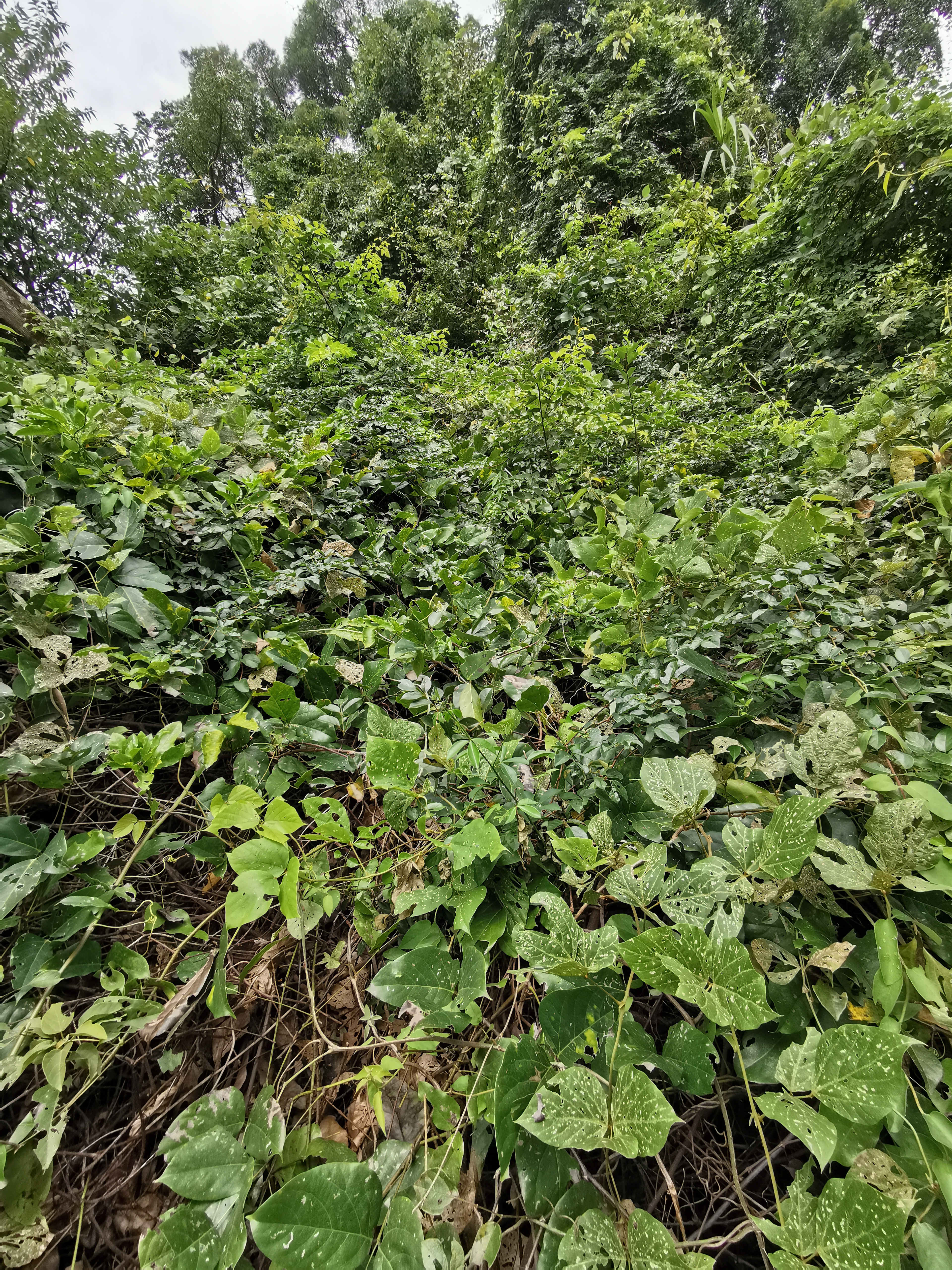 福州周边古道行之：三十六弯—恩顶—竹园岭，偶遇大野猪夹子