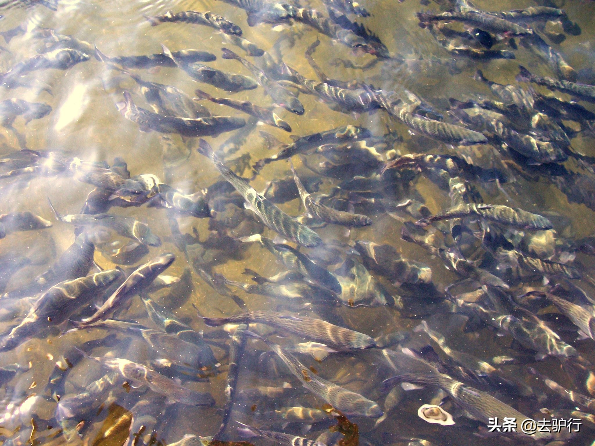 挪威三文鱼大规模养殖,挪威三文鱼养殖一年赚多少钱