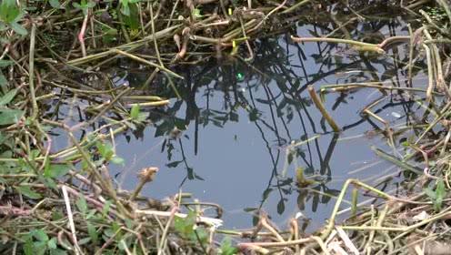 为什么河里水草多钓不到鱼,有水草一定要钓水草边吗