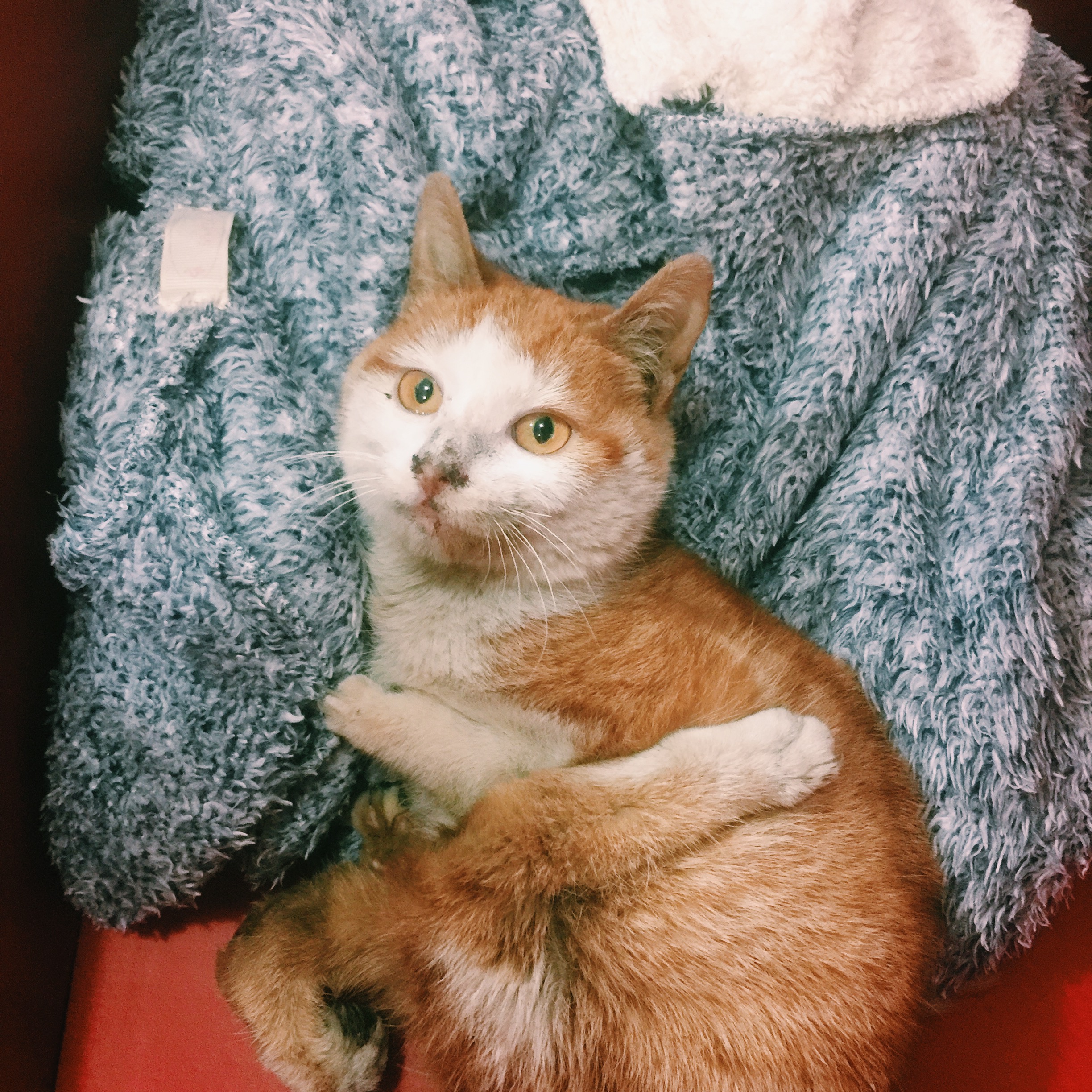 养四肢残疾猫好吗,如何养一只流浪小猫