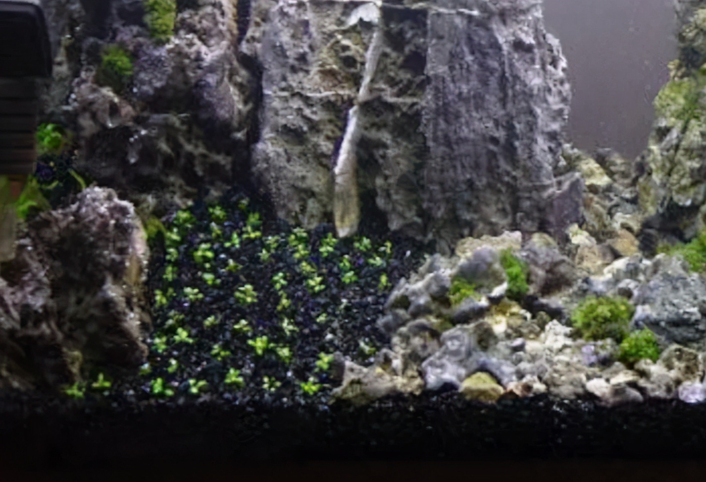 这个小缸太厉害了，佩服作者的养功