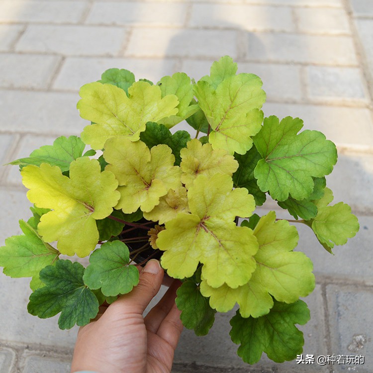 彩叶草矾根组合盆栽,最好看的彩叶草