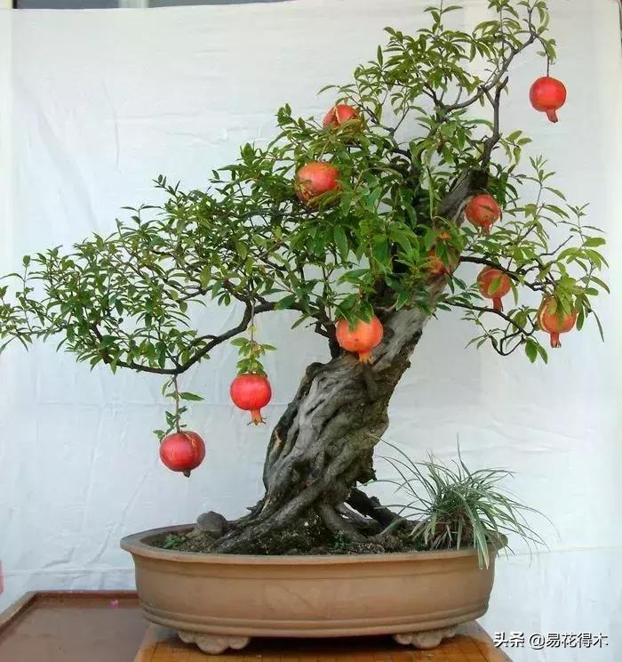 石榴盆景教程,石榴盆景养护小视频