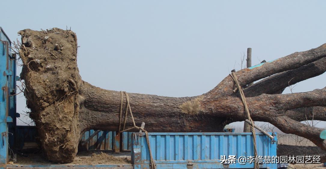 园林树木栽植与养护实现了什么,园林树木栽植新技术