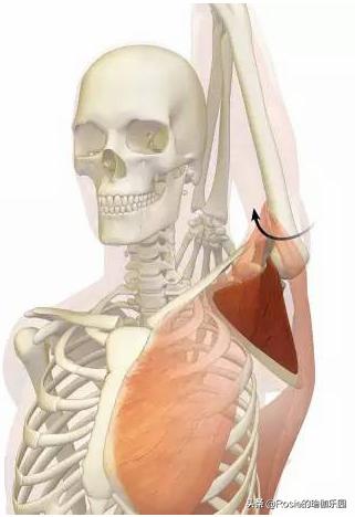 屁股肥大腿粗平躺怎么瘦,久坐腿粗臀下垂怎么锻炼