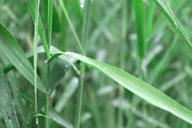 江阴粽子,江阴端午