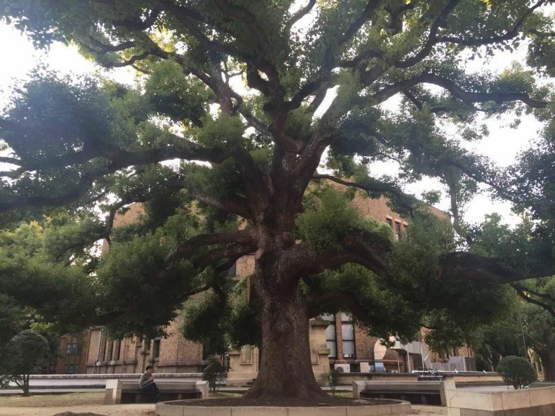 日本的著名学府东京大学，是一所怎样的学校？