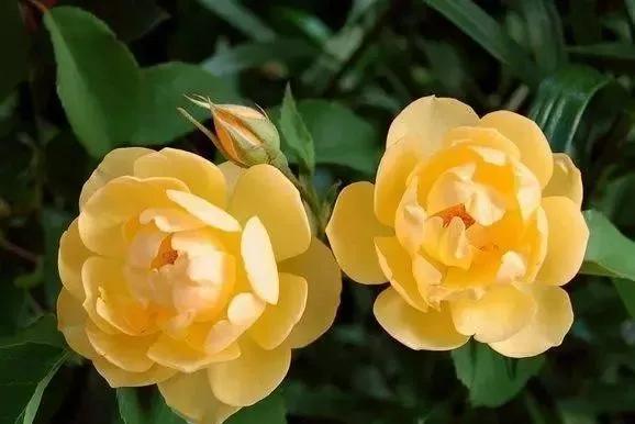 玫瑰有几种品种图片及名称,玫瑰品种分类名称及图片介绍