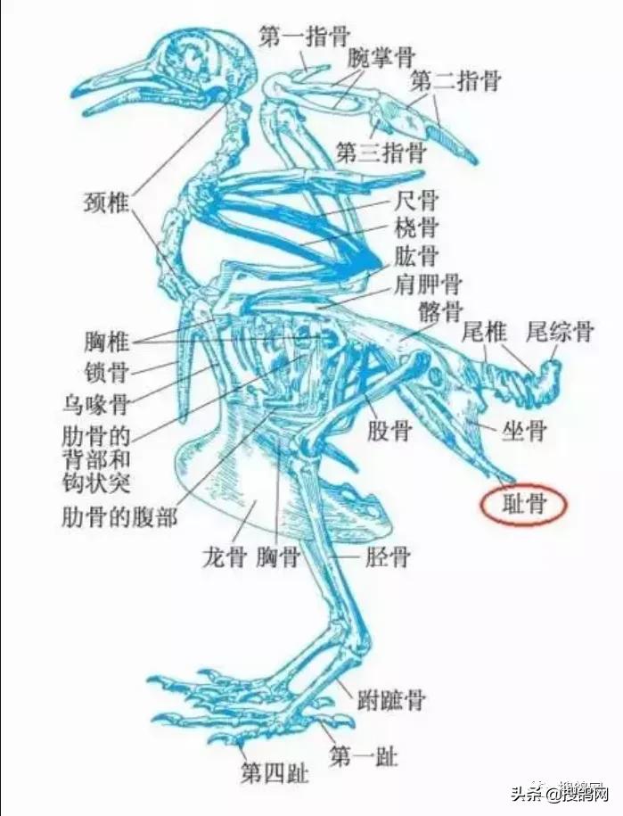 信鸽耻骨对照表,鉴定鸽子公母最简单方法