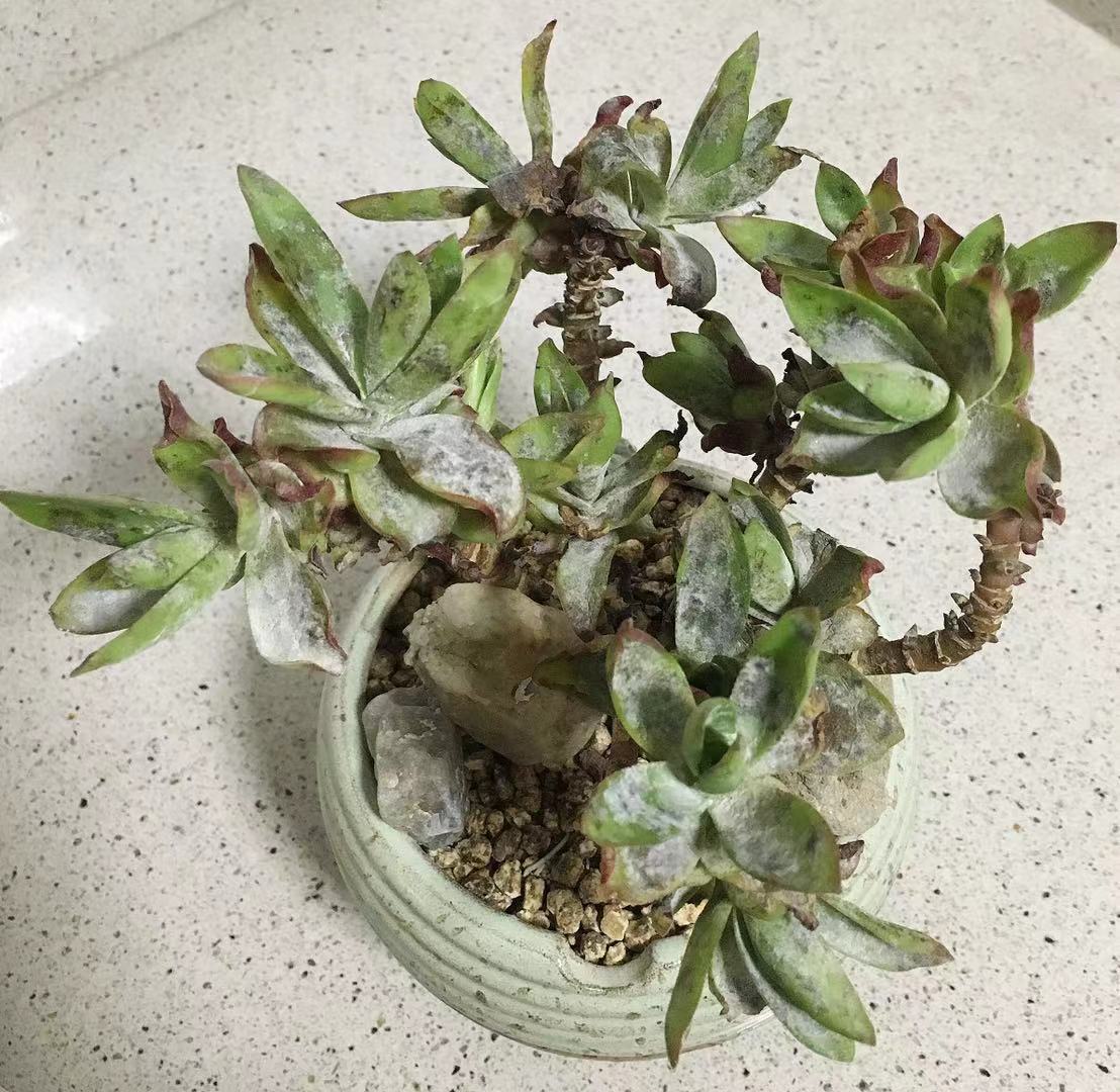 多肉得了病怎样治疗,多肉得白毛病怎么办