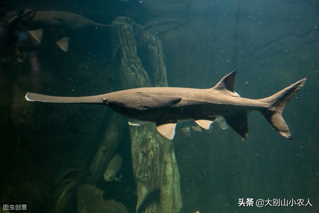 多地捕获！既是保护又是入侵鱼种，烫手的“长嘴怪鱼”如何处理？