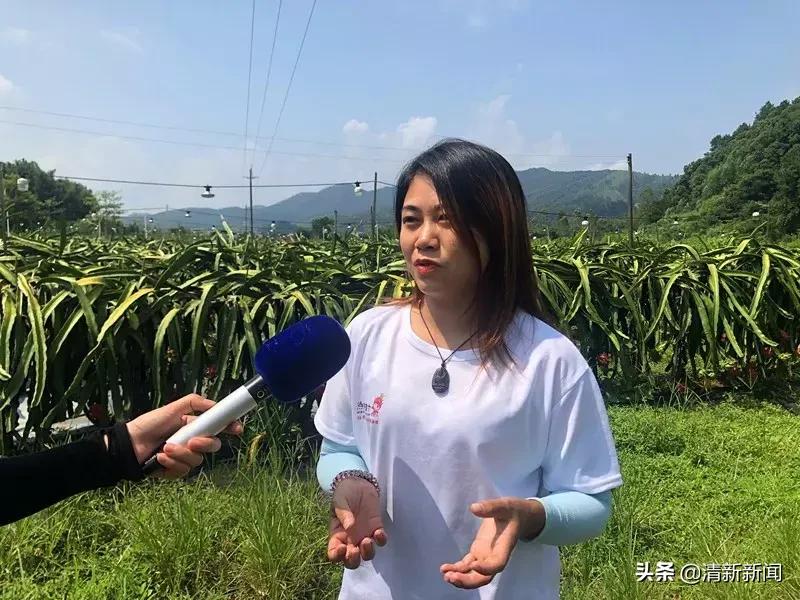 火龙果爆开,红心火龙果大爆单
