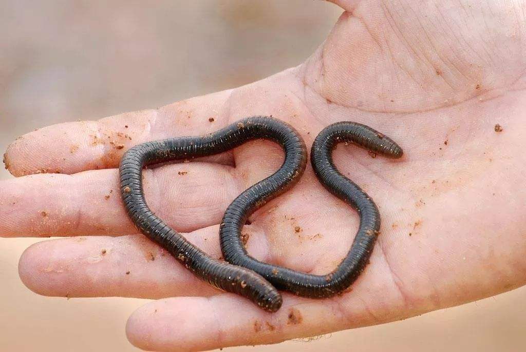 冬季蓝鲫x5钓鱼的最佳配方,夏季野河钓鱼技巧与饵料视频