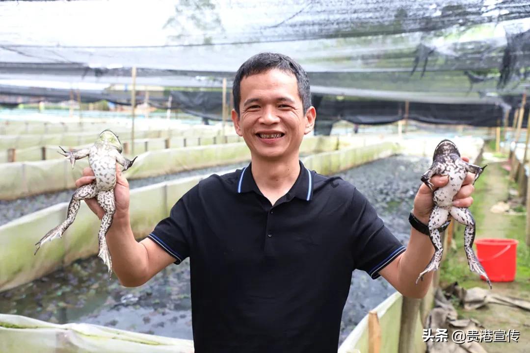 厉害藤县成功签约26亿元项目,厉害这个村凭一条虾走上了致富路