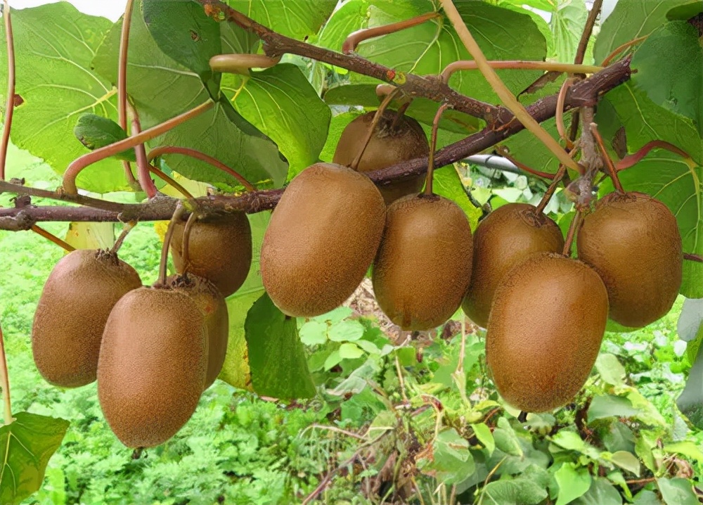 宁波适合种什么水果,宁波南洋水果